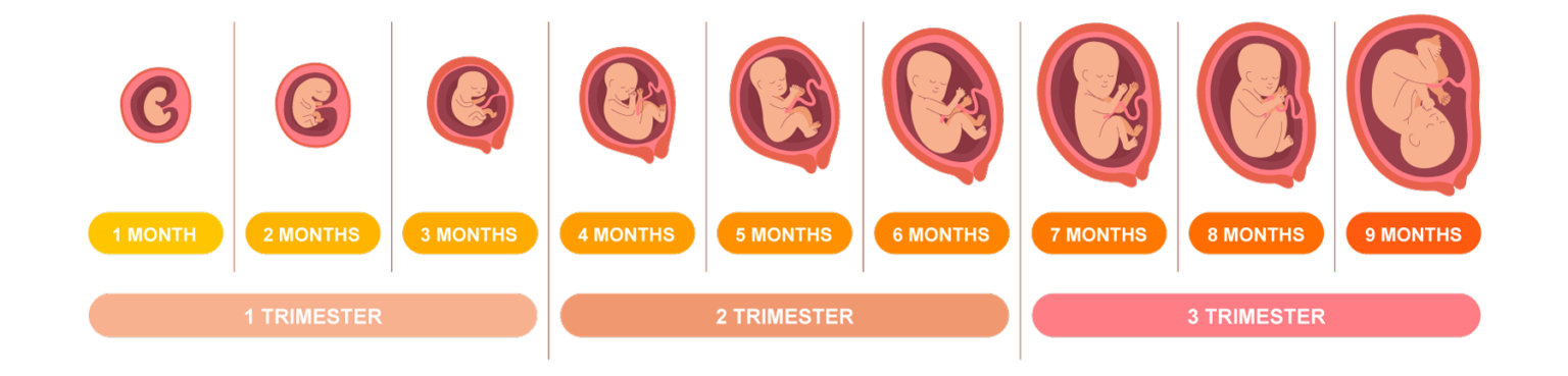 Home - Baby Moments 3D 4D ultrasound Scan Centre Oxfordshire